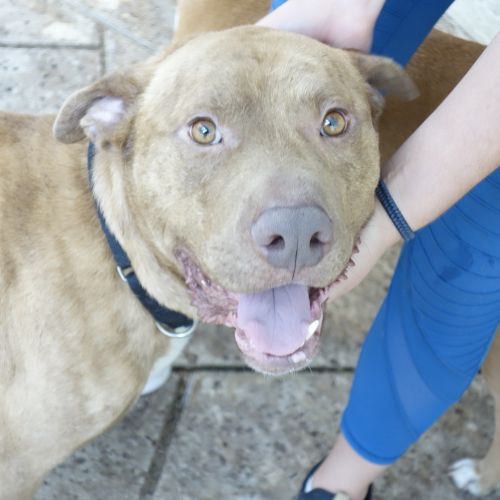 . Loverboy Lenny! HAPPIEST DOG! .