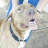 . Loverboy Lenny! HAPPIEST DOG! .