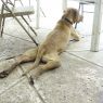 . Loverboy Lenny! HAPPIEST DOG! .