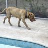 . Loverboy Lenny! HAPPIEST DOG! .