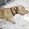 . Loverboy Lenny! HAPPIEST DOG! .