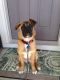 Parker German Shepherd Rescue of the Rockies - Parker