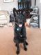 Lincoln German Shepherd Rescue of the Rockies - Lincoln
