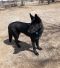 Lincoln German Shepherd Rescue of the Rockies - Lincoln