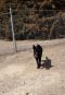 Lincoln German Shepherd Rescue of the Rockies - Lincoln