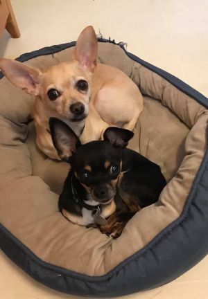 . Bella & Chance .