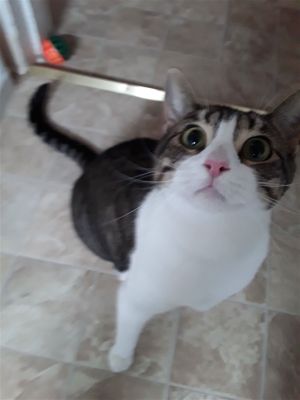 . Tabby .