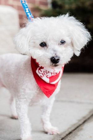 Photo of Lambchop