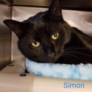 . Simon .