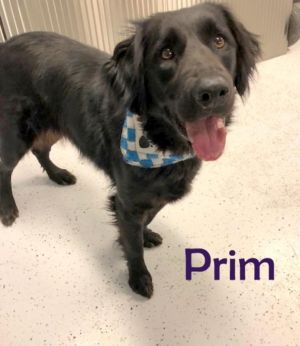 . Prim (Pepper)-P4P dog .