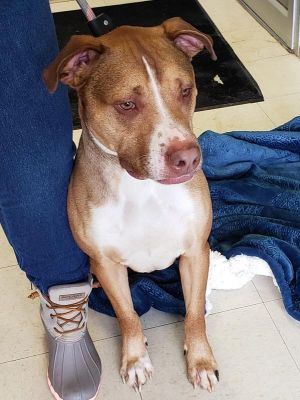 . Orson(Onyx)-P4P dog .