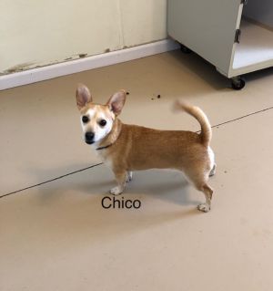 . Chico .