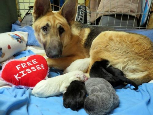 . Charlotte's Web Litter .