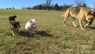 . Charlotte's Web Litter .