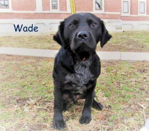 . Wade .
