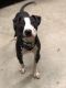 . Perry - Take My Lead Puppy (please read listing closely) .