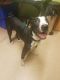 . Perry - Take My Lead Puppy (please read listing closely) .