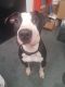 . Perry - Take My Lead Puppy (please read listing closely) .