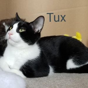 . Tux and Topaz .