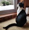 . Tux and Topaz .