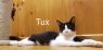 . Tux and Topaz .