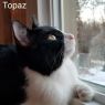 . Tux and Topaz .