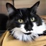 . Figaro .