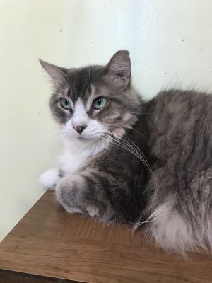 . Bella .