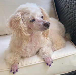 Available Dogs Fefe