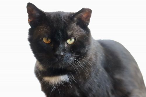 Photo of Mr. Big