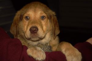 Photo of Cuddles