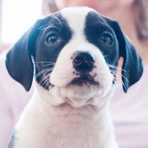 Photo of Beauregard
