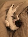 . Pawvarotti .