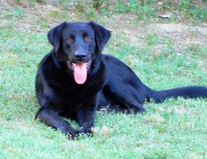 . LOVER-BOY SAM (We LOVE THIS GUY! He loves kids, submissive) .