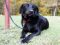 . LOVER-BOY SAM (We LOVE THIS GUY! He loves kids, submissive) .