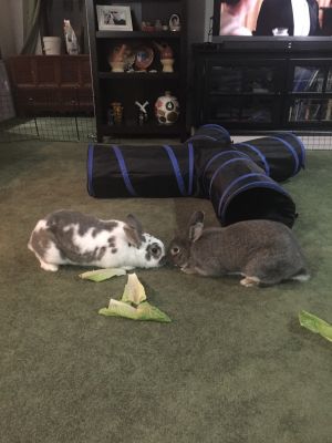 . Buttercup & Wesley (bonded pair) .