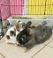 . Buttercup & Wesley (bonded pair) .