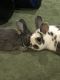. Buttercup & Wesley (bonded pair) .