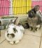 . Buttercup & Wesley (bonded pair) .