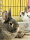 . Buttercup & Wesley (bonded pair) .