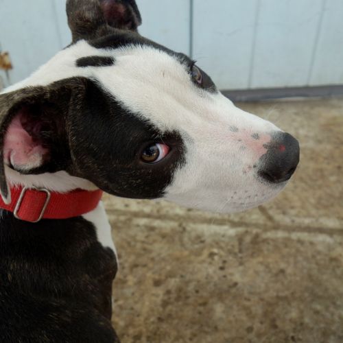 . Roscoe! Mellow! Calm! ADORABLE .