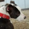 . Roscoe! Mellow! Calm! ADORABLE .