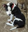 . Roscoe! Mellow! Calm! ADORABLE .