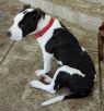 . Roscoe! Mellow! Calm! ADORABLE .