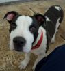 . Roscoe! Mellow! Calm! ADORABLE .