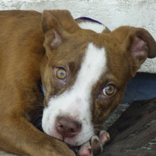 . Rollie! ADORABLE PUPPY! .