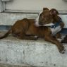 . Rollie! ADORABLE PUPPY! .