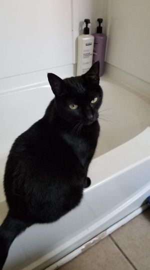 . Cat .