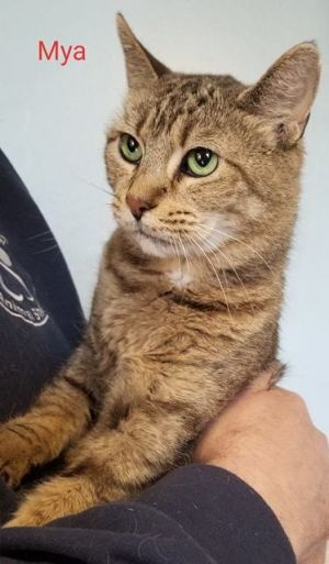 . Mya .
