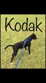 . Kodak .